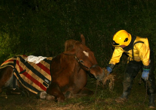 Hampshire Fire and Rescue Rescues Suffolk Punch