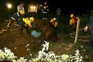 Hampshire Fire and Rescue Rescues Suffolk Punch