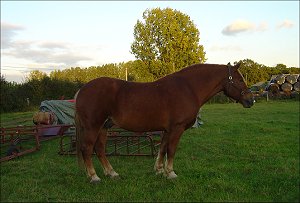 Hampshire Fire and Rescue Rescues Suffolk Punch