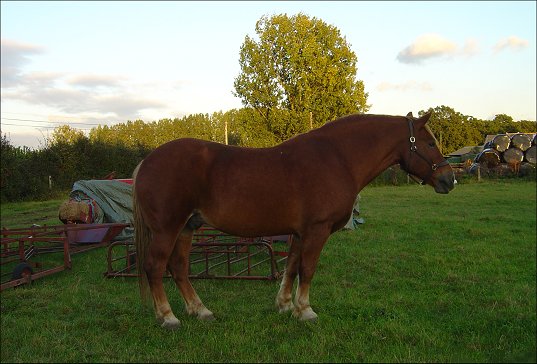 Hampshire Fire and Rescue Rescues Suffolk Punch