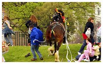 shire horse accident at Portsmouth Show