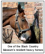 Black Country Museum shire horses