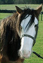 Digger Clydesdale Gelding 