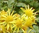 ragwort kills draft horses