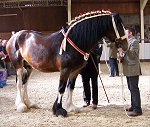 Midlands Shire Foal Show & Sale 2007