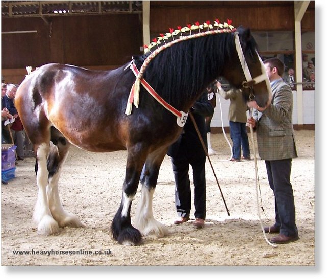 Midlands Shire Horse Foal Show & Sale 2007