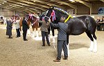 Midlands Shire Foal Show & Sale 2007