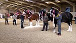 Midlands Shire Foal Show & Sale 2007