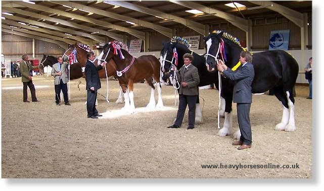 Midlands Shire Horse Foal Show & Sale 2007