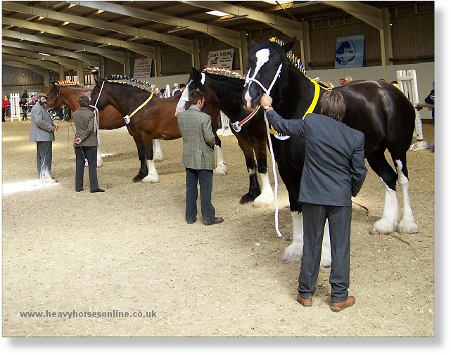 Midlands Shire Horse Foal Show & Sale 2007