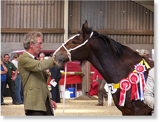 Midlands Shire Horse Foal Show & Sale 2007