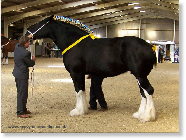 Midlands Shire Horse Foal Show & Sale 2007