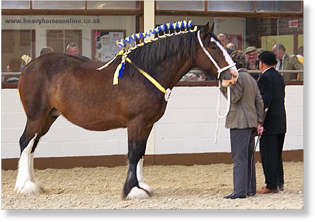 Midlands Shire Horse Foal Show & Sale 2007