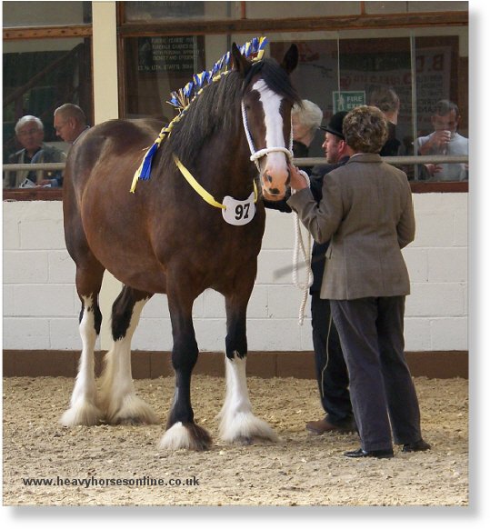 Midlands Shire Horse Foal Show & Sale 2007