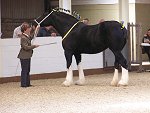 Midlands Shire Foal Show & Sale 2007