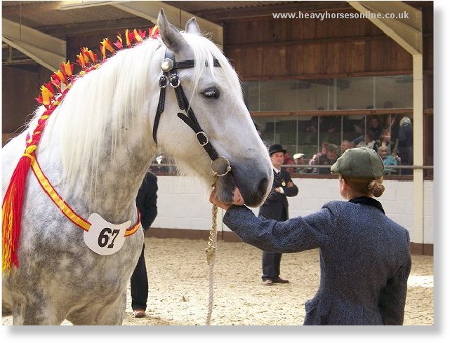 Midlands Shire Horse Foal Show & Sale 2007