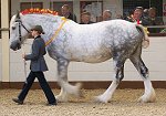 Midlands Shire Foal Show & Sale 2007