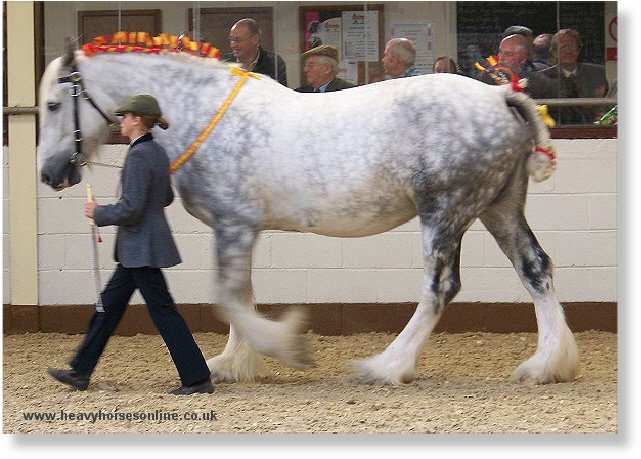 Midlands Shire Horse Foal Show & Sale 2007