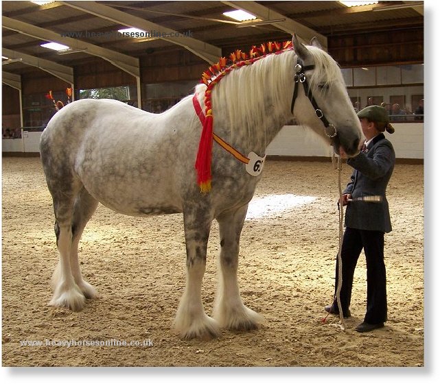 Midlands Shire Horse Foal Show & Sale 2007