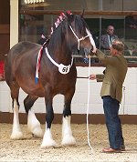 Midlands Shire Foal Show & Sale 2007