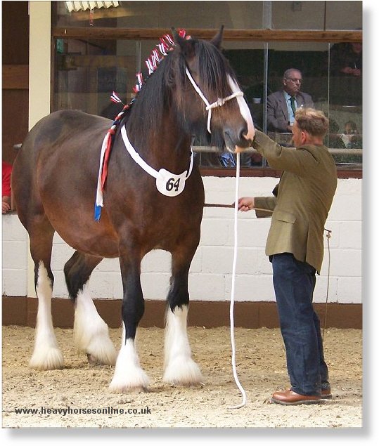 Midlands Shire Horse Foal Show & Sale 2007