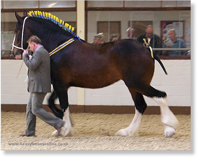 Midlands Shire Horse Foal Show & Sale 2007