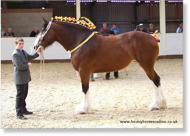 Midlands Shire Horse Foal Show & Sale 2007