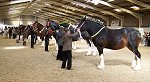 Midlands Shire Foal Show & Sale 2007