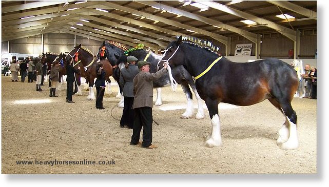 Midlands Shire Horse Foal Show & Sale 2007