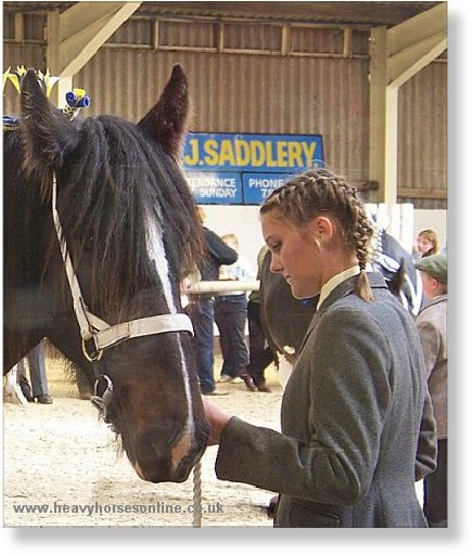 Midlands Shire Horse Foal Show & Sale 2007