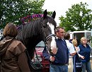 heavy horses on show in staffordshire