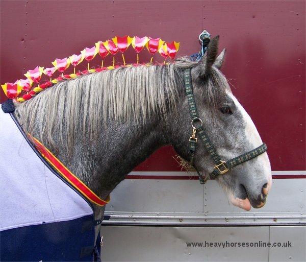 Staffordshire Shire Horse Association - Ransor Stud Shire Horse Ransor Pearl grey