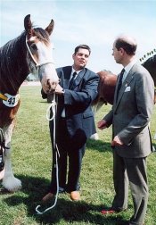 shire clydesdale heavy horse