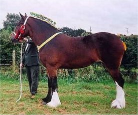 shire clydesdale heavy horse