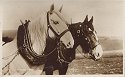 shire horse ploughing team