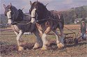shire horses ploughing