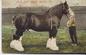 shire horse stallion tatton friar