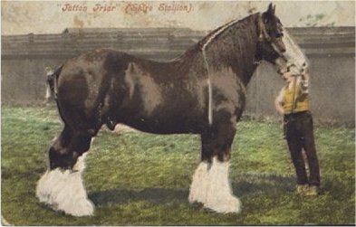 shire horse stallion tatton friar
