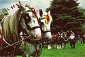 heavy shire horses